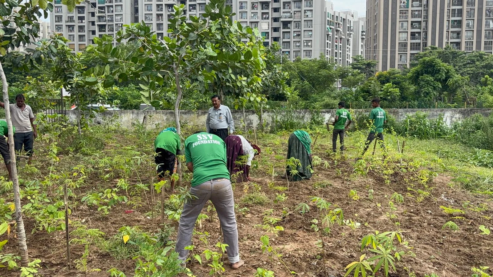 Tree plantation activity in Gujarat